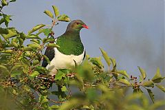 New Zealand Pigeon